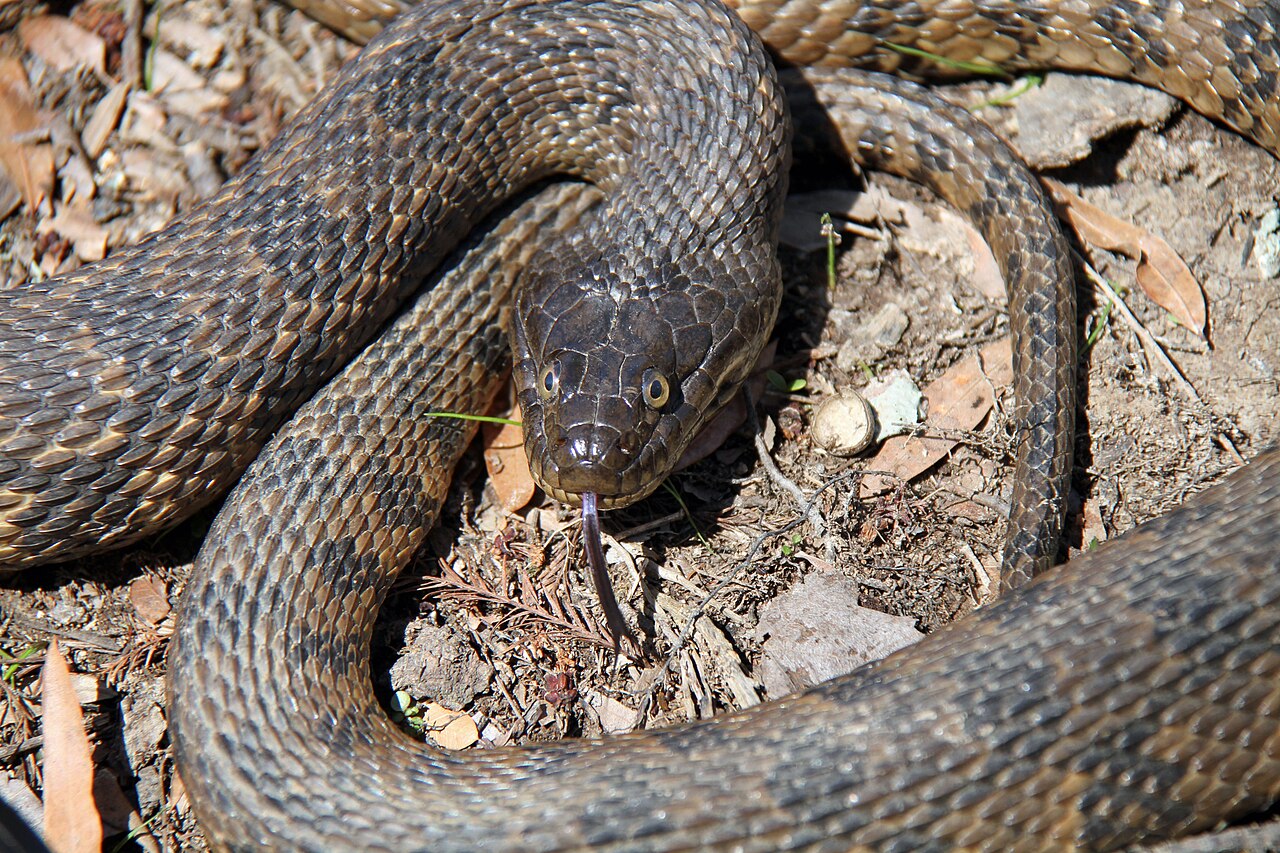 Where Diamondback Water Snakes Live