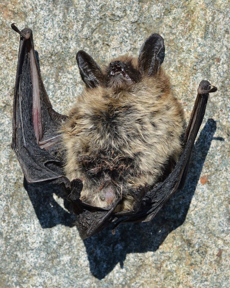 Do Bats Hibernate? Yes, for Up to 6 Months in Winter