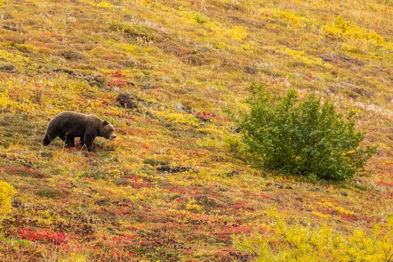 Do Bears Hibernate? What Really Happens Inside the Den