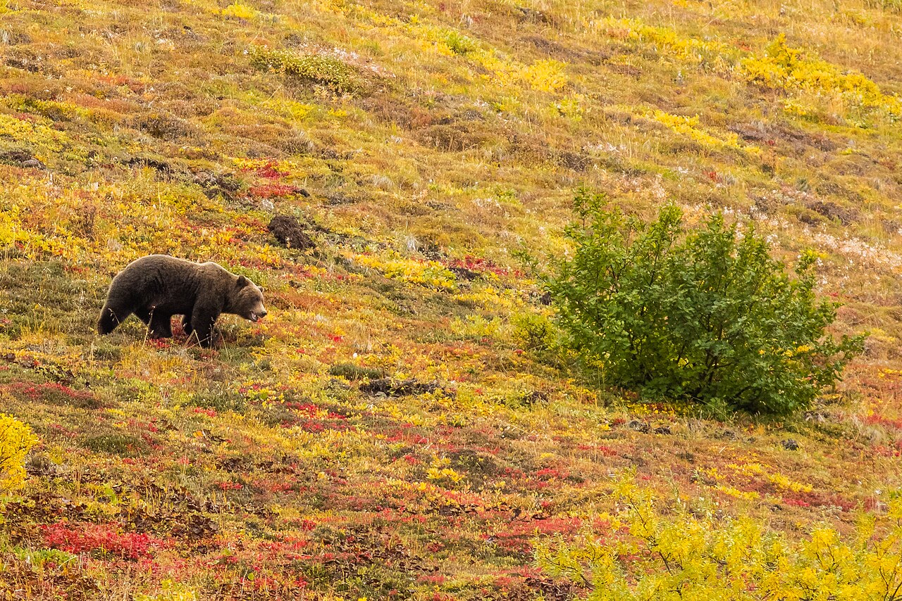 Do Bears Hibernate? What Really Happens Inside the Den