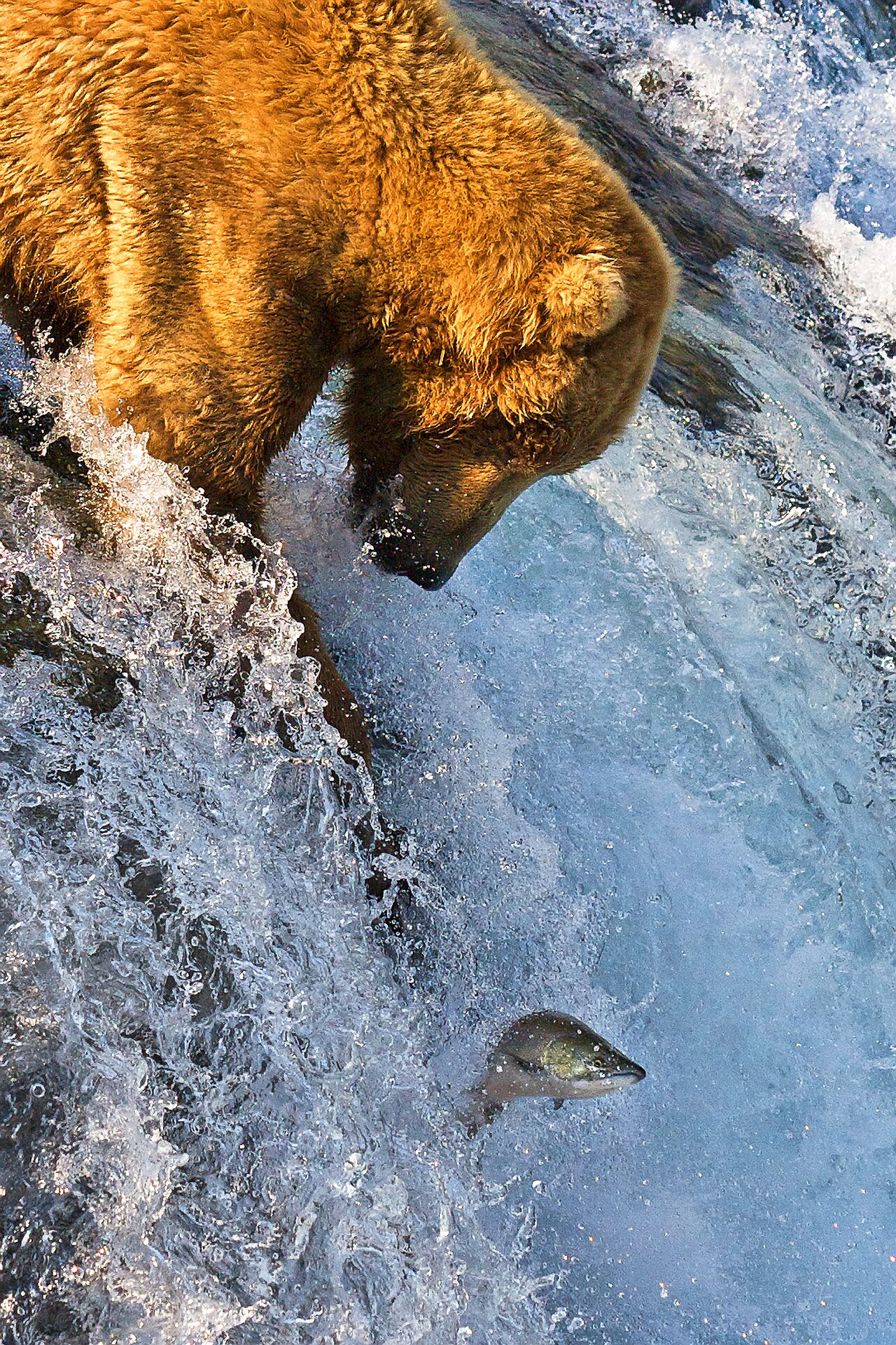 Do Bears Urinate or Defecate in the Den?