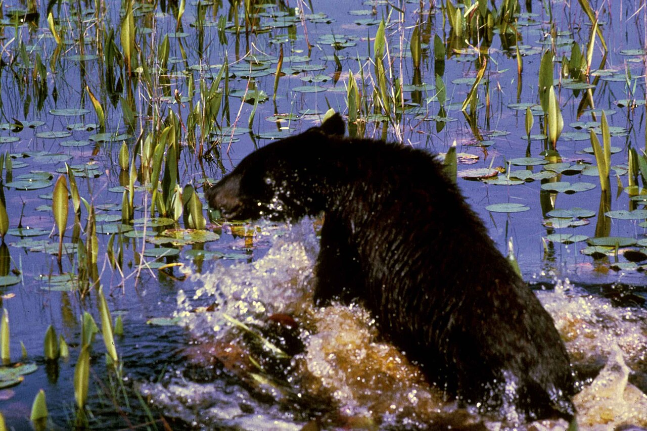 Do Bears Wake Up at All During Hibernation?