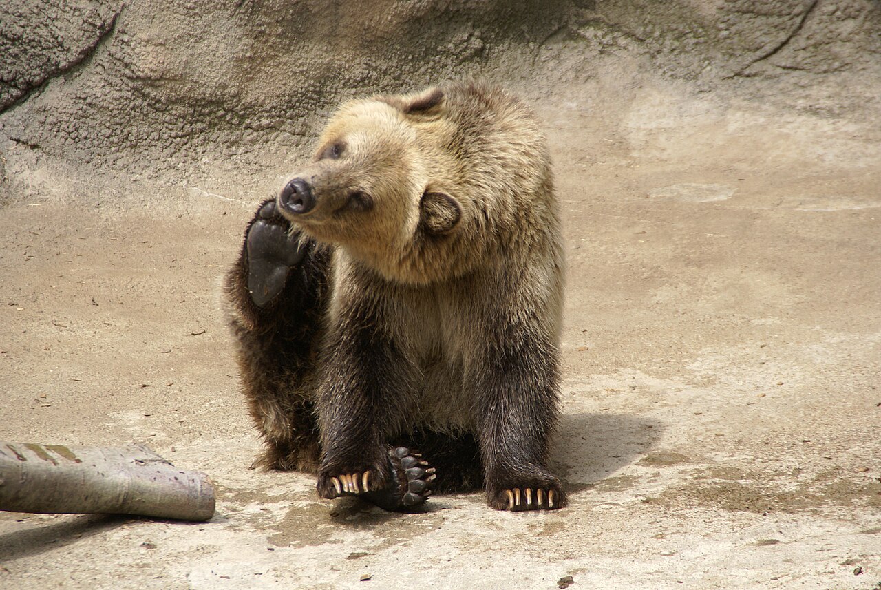 When Do Bears Den and When Do They Emerge?