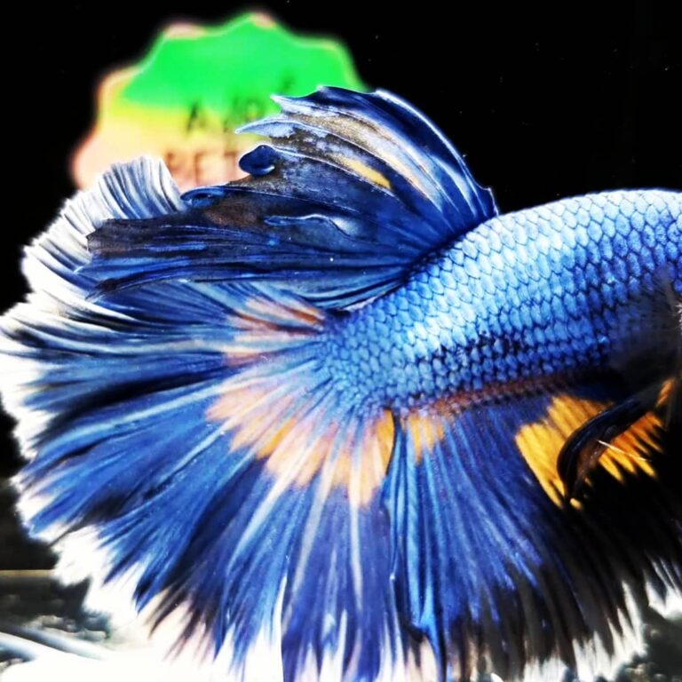 Do Betta Fish Need a Filter? Yes, and Here Is Why