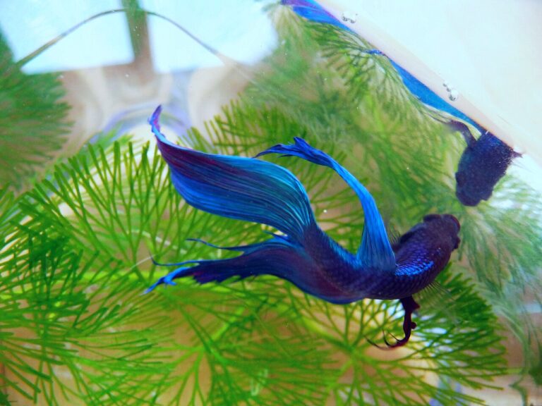 Do Betta Fish Sleep? Yes, 12 to 14 Hours Every Night