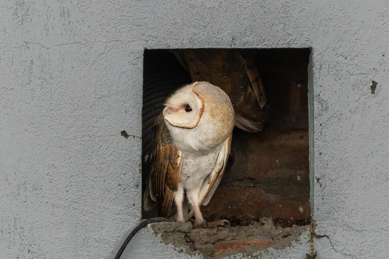 Do Birds Have Ears? Yes, and They Hide Behind Feathers