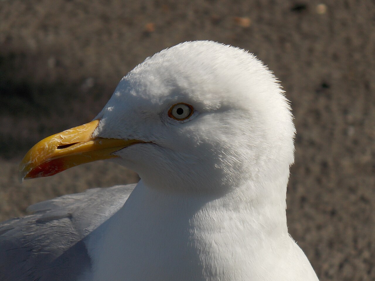 What Is the White Part of Bird Poop?