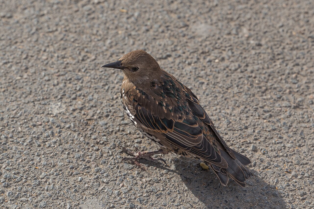 How a Bird's Urinary System Works Without a Bladder