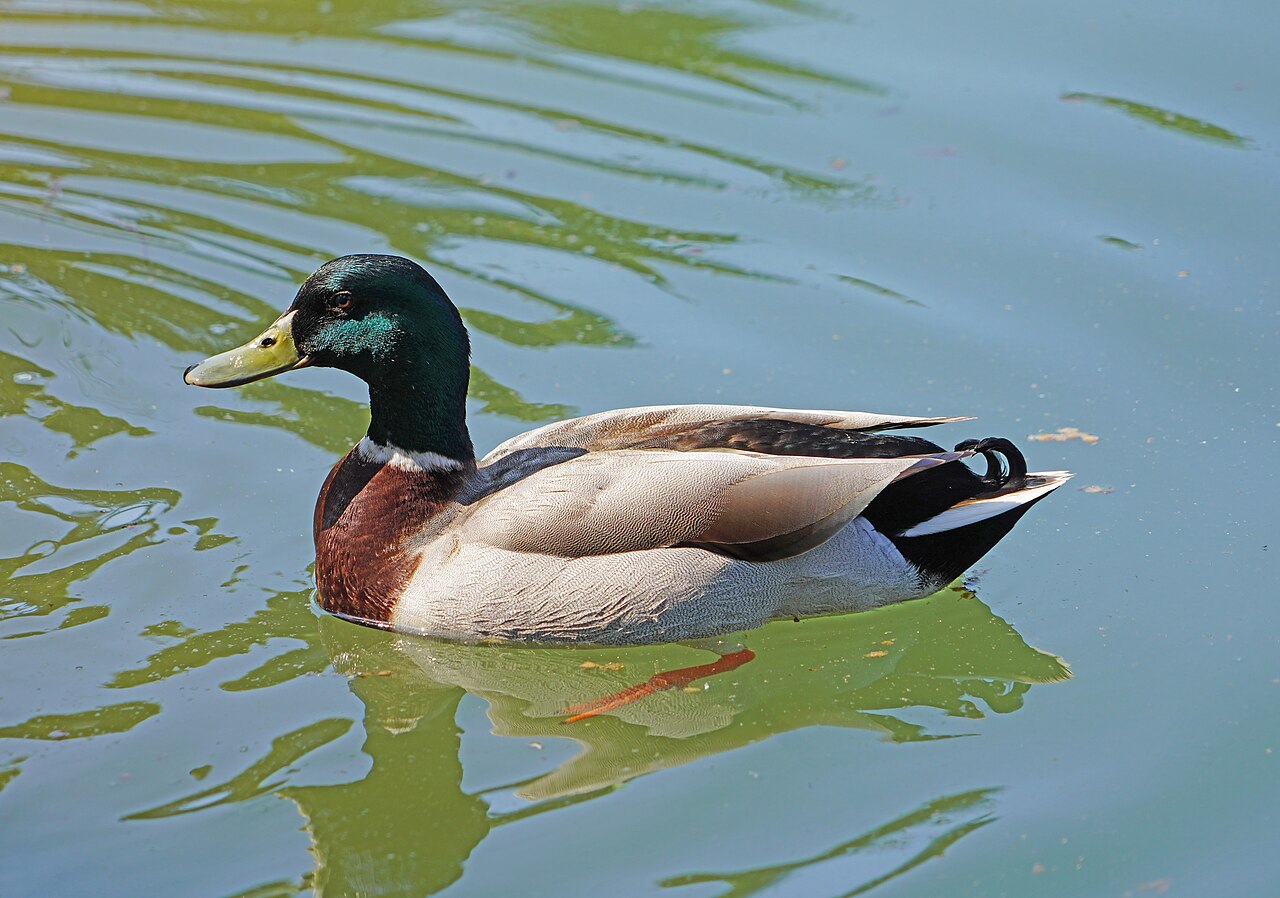 Why Birds Do Not Have a Bladder