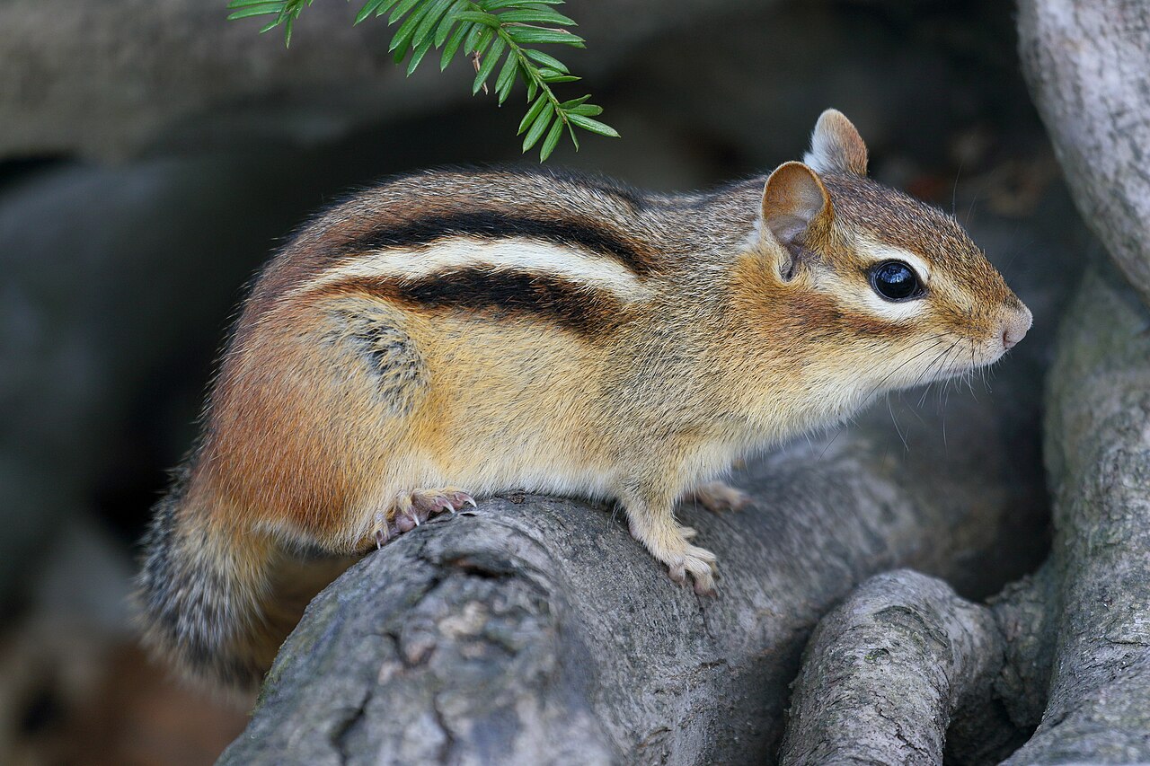 Do Chipmunks Hibernate? What They Really Do All Winter