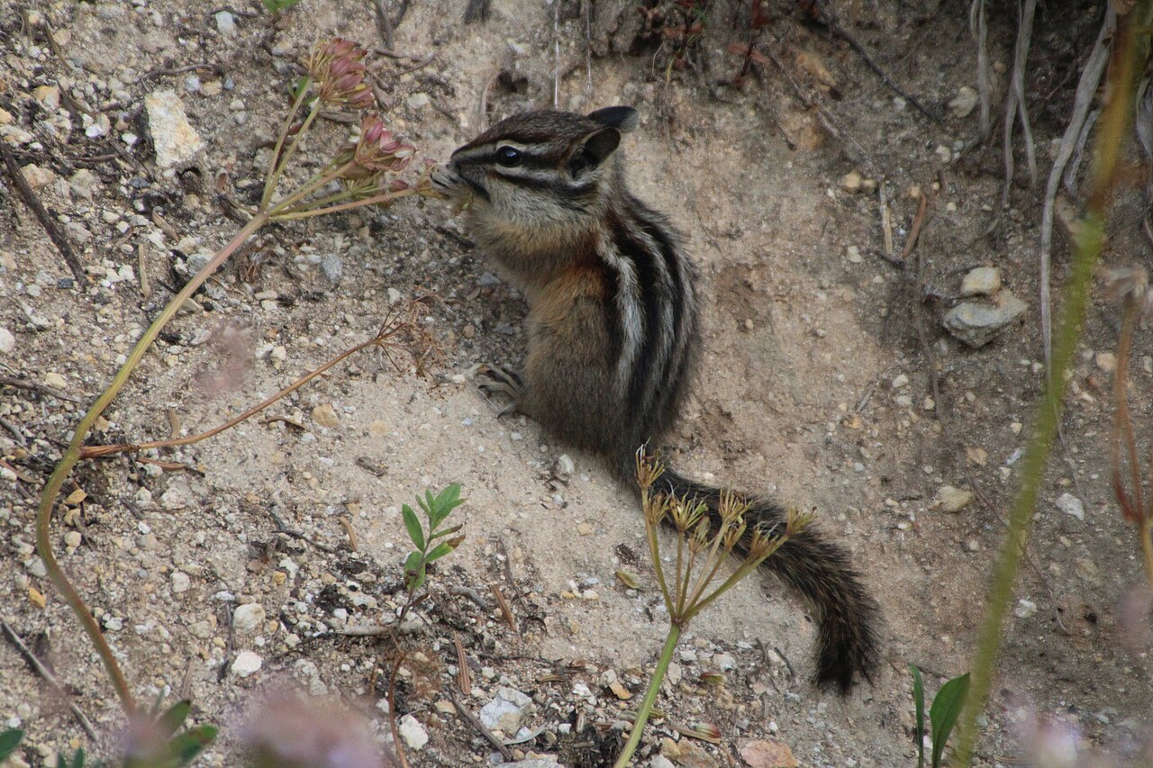 Do Chipmunks Hibernate Together?