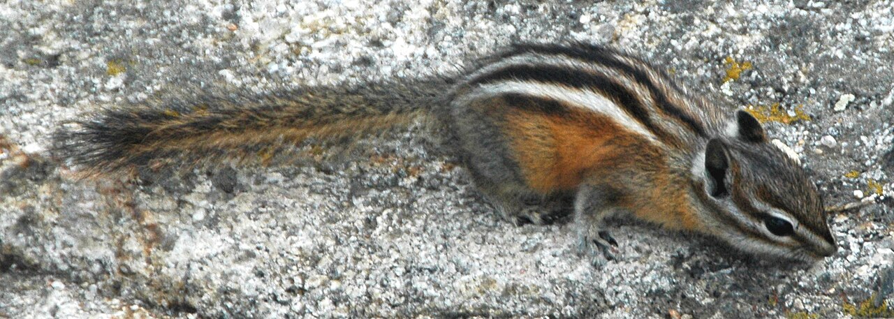 How Long Do Chipmunks Hibernate?