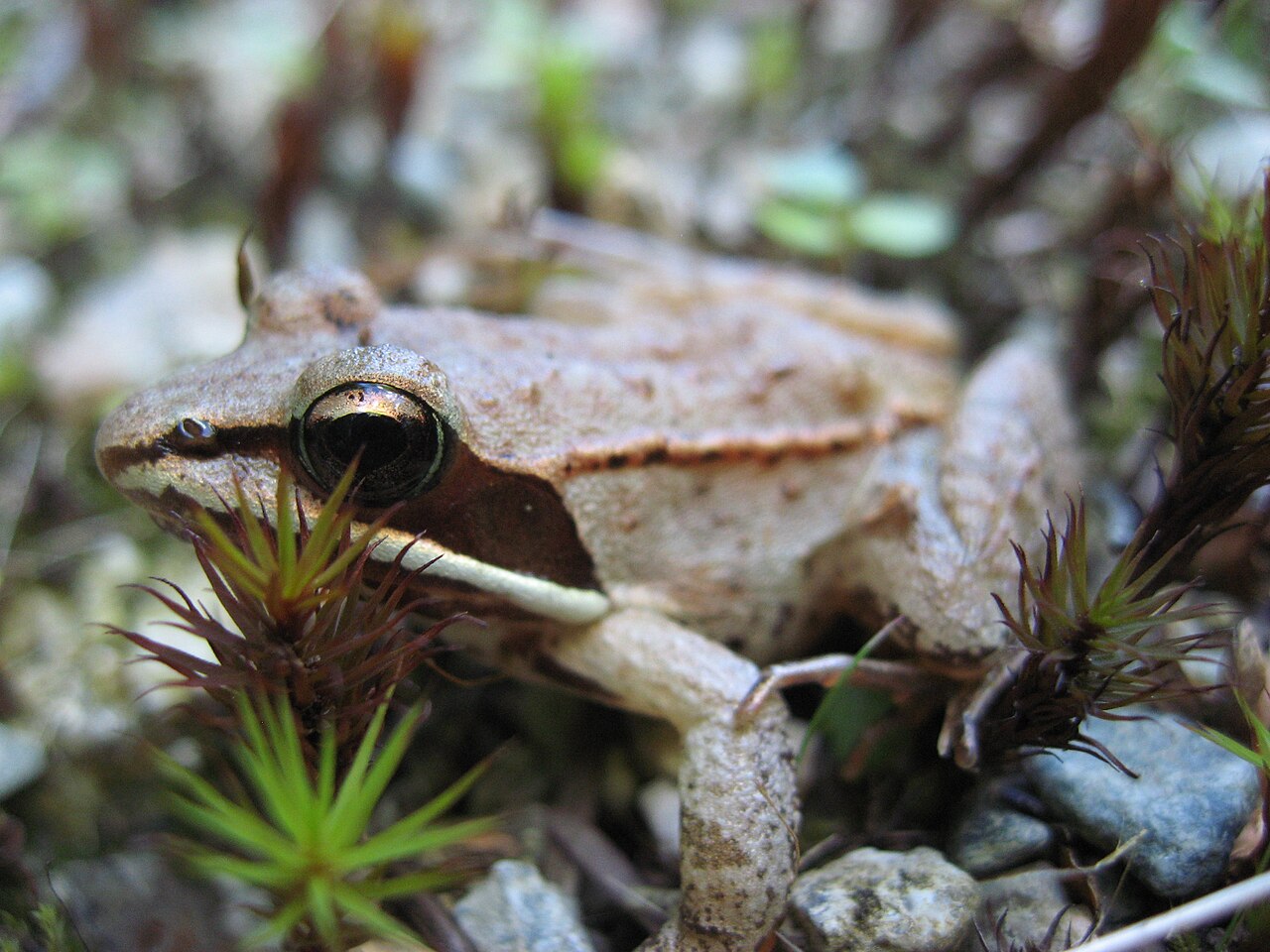 Do Frogs Hibernate? Some Freeze Solid and Thaw in Spring