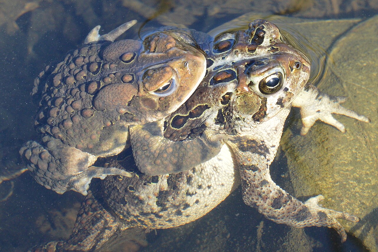 Where Do Frogs Go in the Winter?