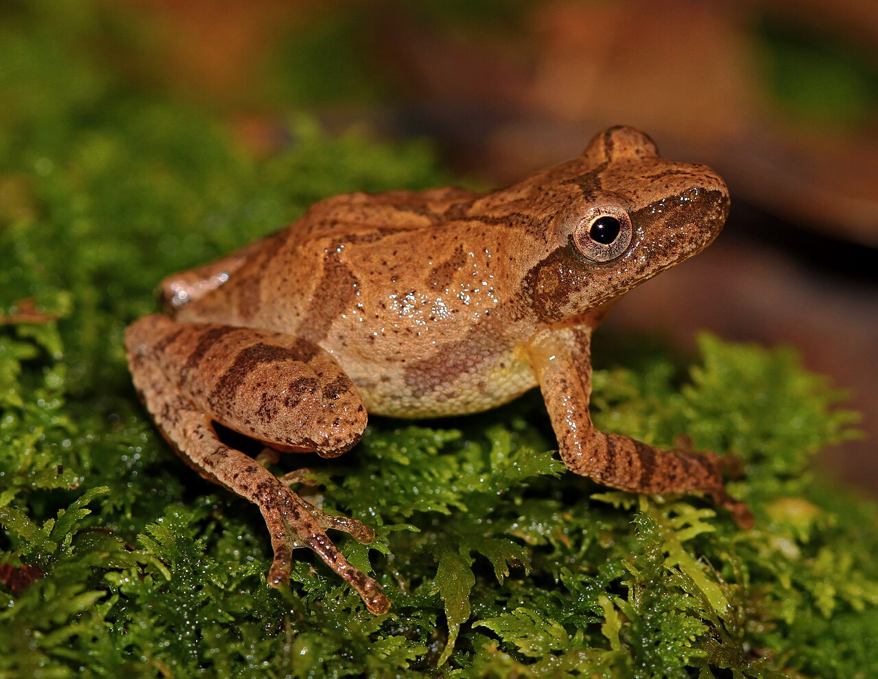 At What Temperature Do Frogs Hibernate?