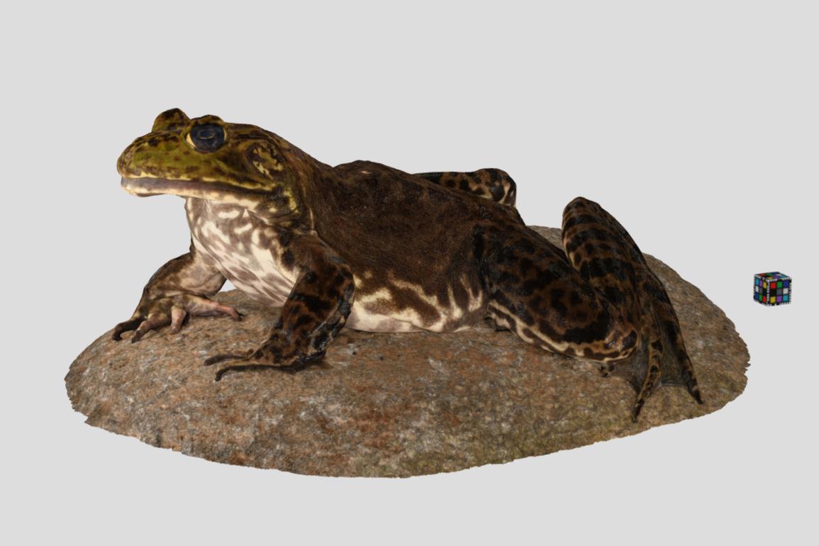 What Month Do Frogs Hibernate?