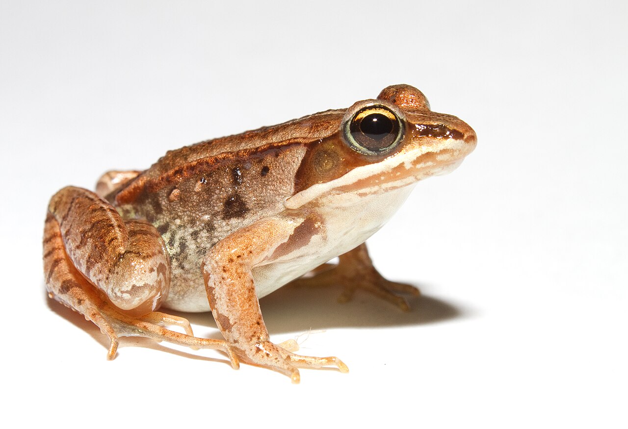 How Long Do Frogs Hibernate?