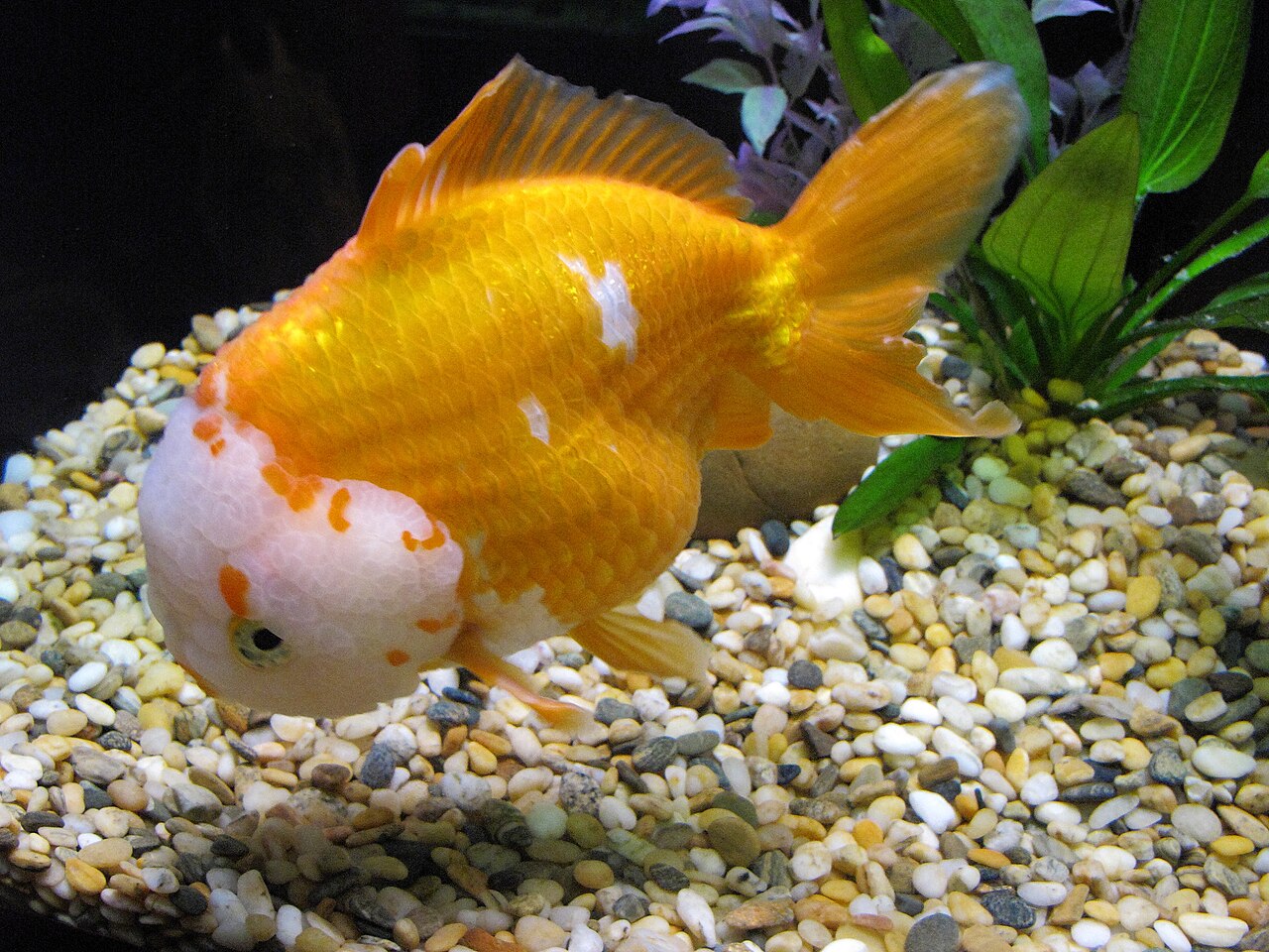 Do Goldfish Have Good Memory? Yes, and It Lasts Months