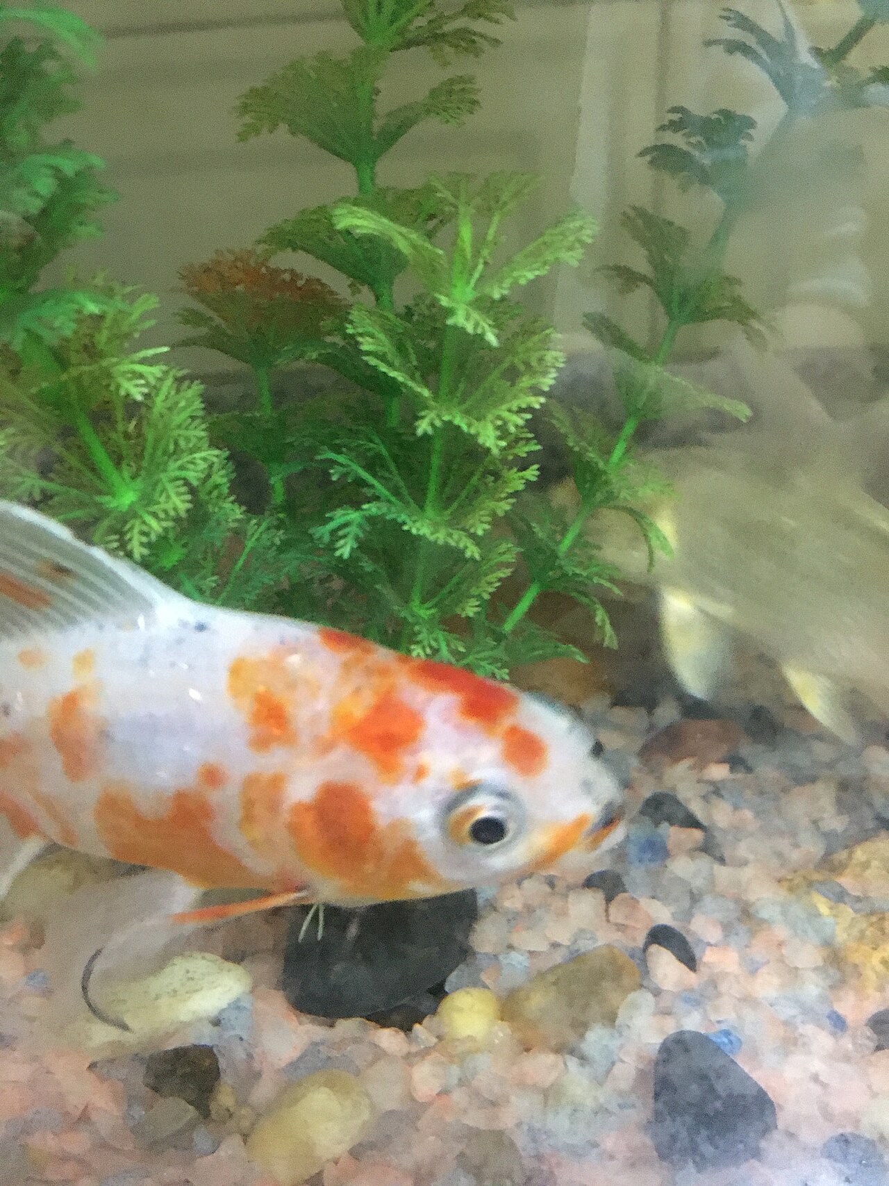 How Long Is a Goldfish's Memory Span?