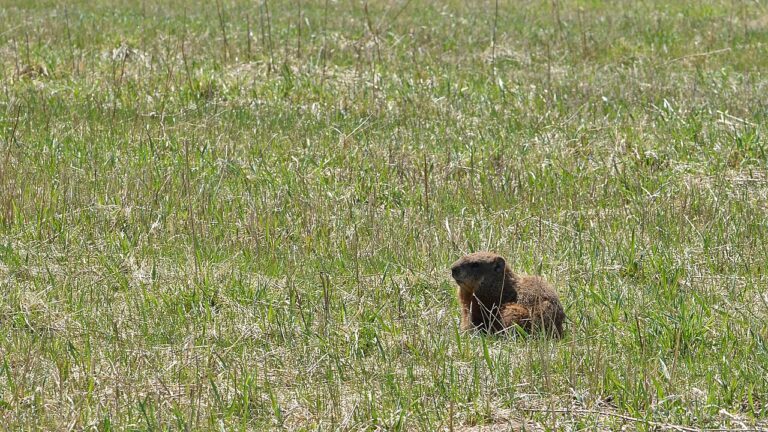 Do Groundhogs Hibernate? 4 Months at 40 Degrees