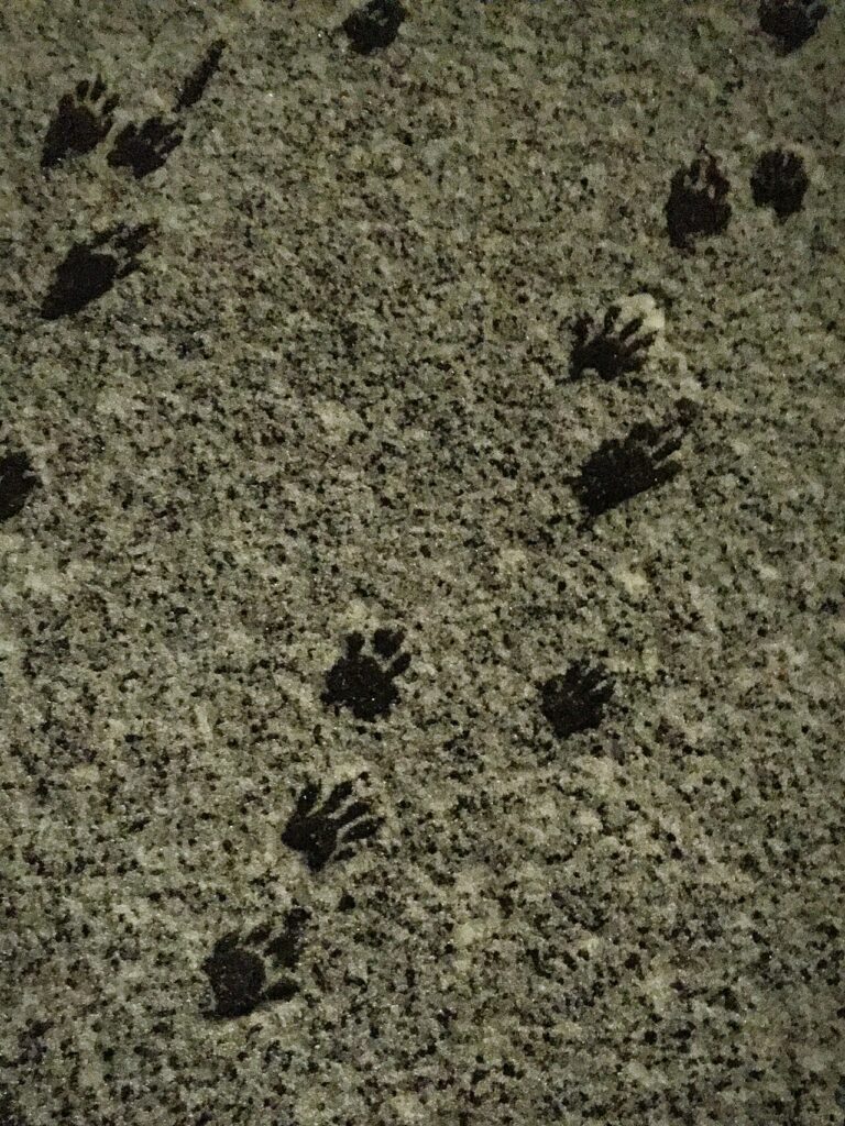 Do Raccoons Hibernate? No, Here Is What They Do Instead