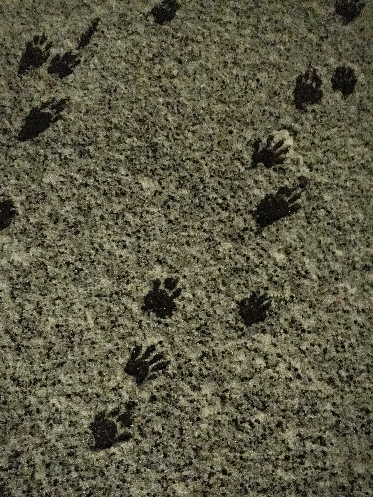 Do Raccoons Hibernate? No, Here Is What They Do Instead