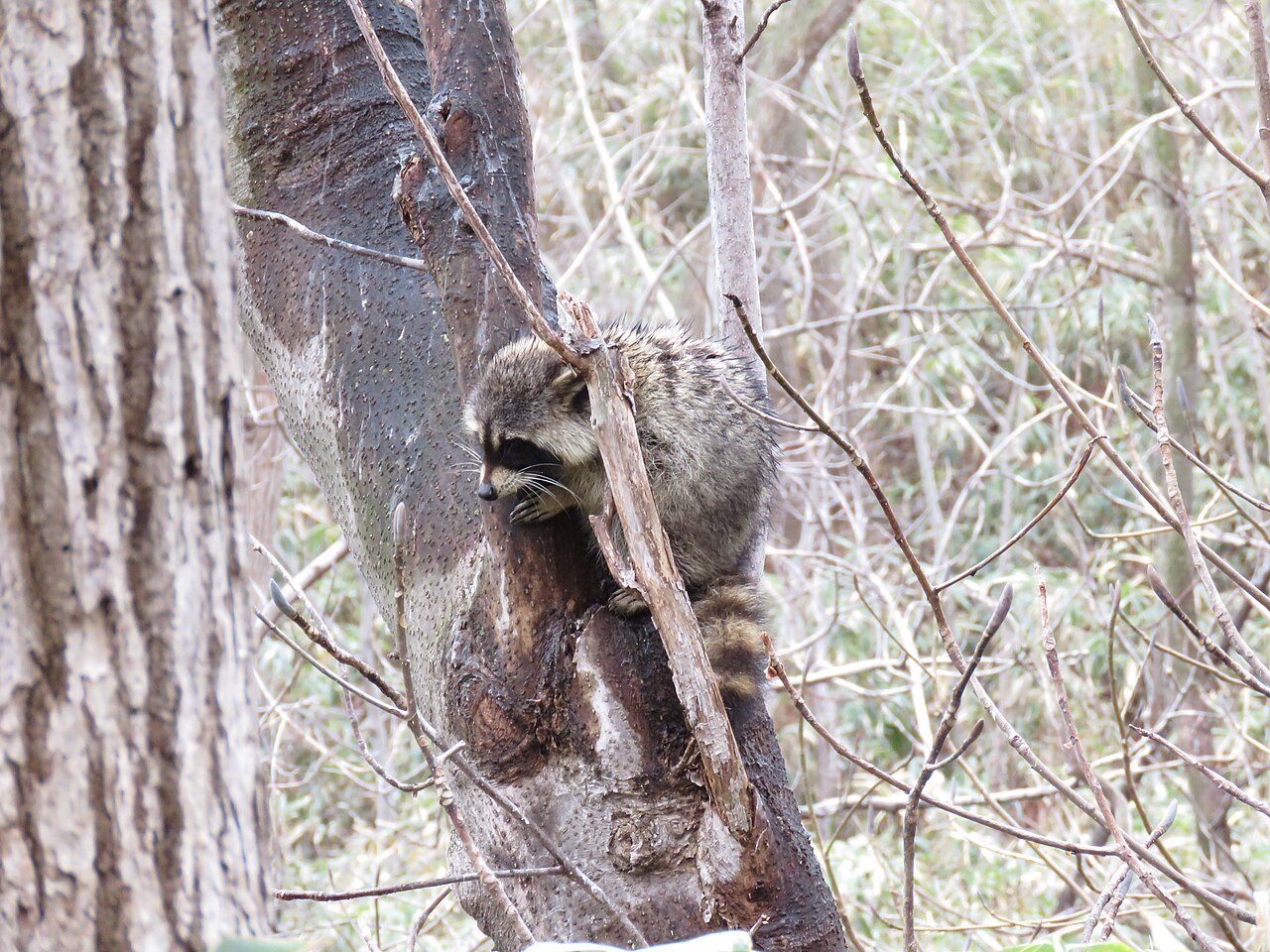 Why Do Raccoons Suddenly Disappear?
