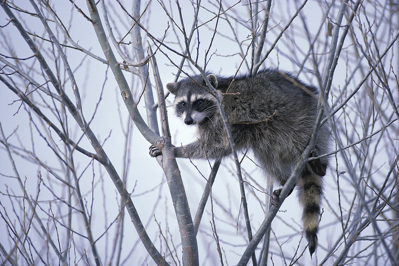 Where Do Raccoons Go During the Winter?