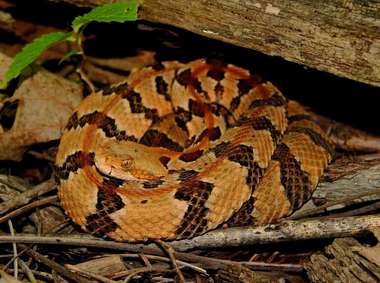Do Snakes Hibernate? No, They Brumate: Where They Go All Winter