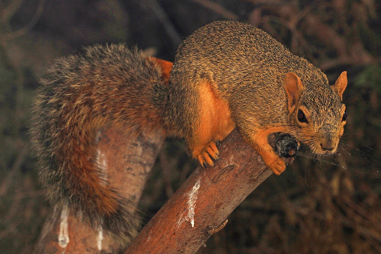 Do Squirrels Hibernate? What They Really Do All Winter