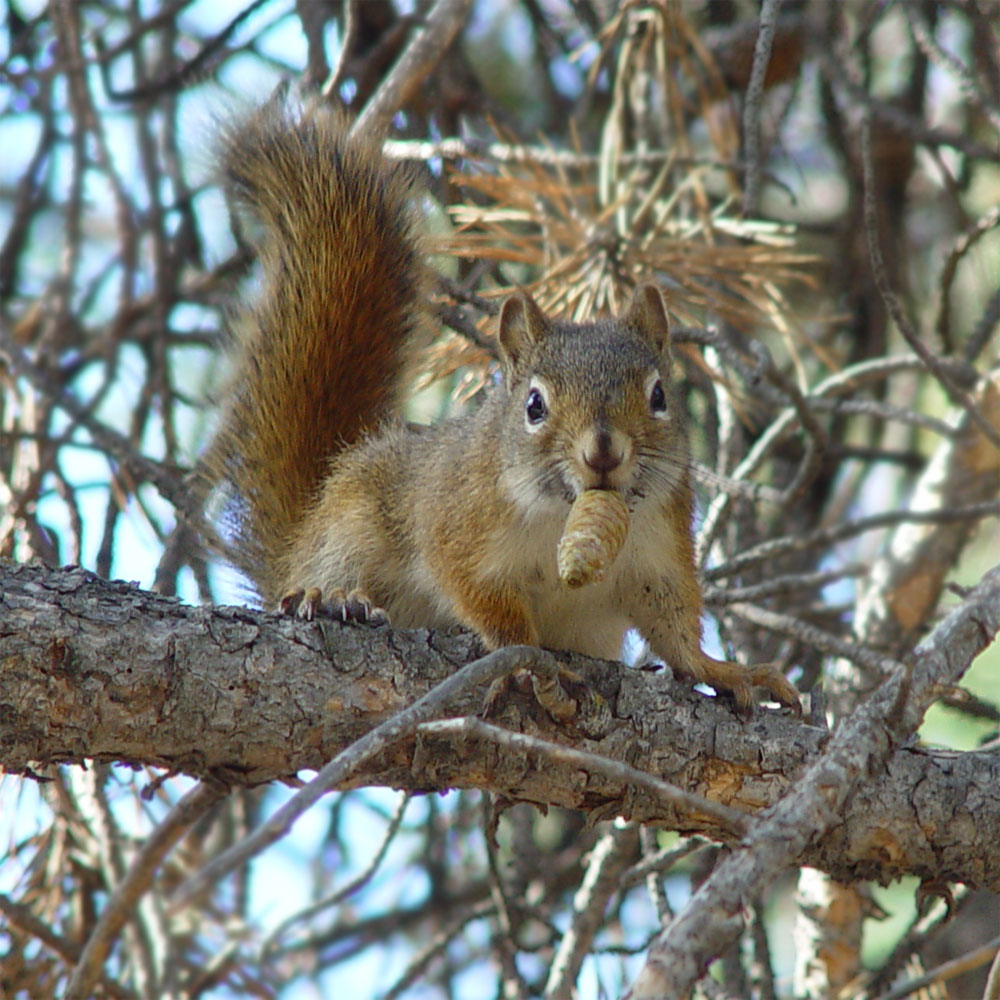 How Tree Squirrels Survive Without Hibernating