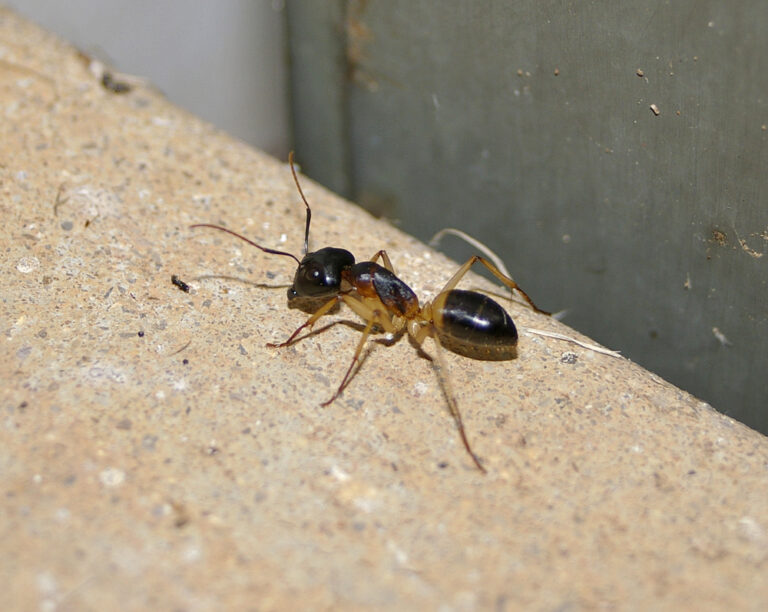 Do Sugar Ants Bite? Yes, and Here Is What It Looks Like