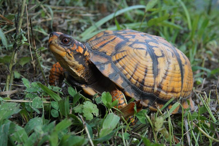Do Turtles Hibernate? Yes, but It Is Called Brumation
