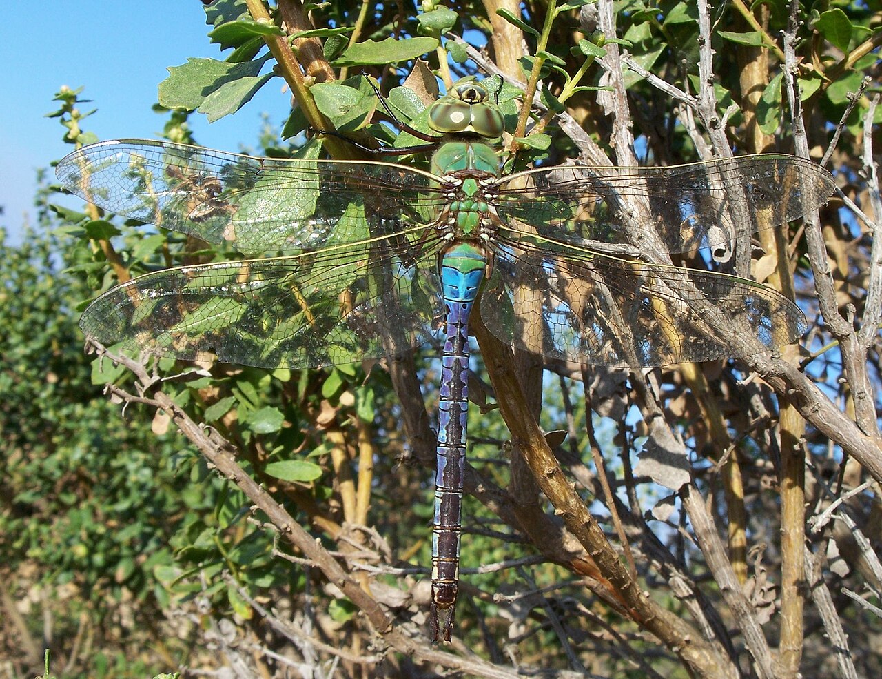 Do Dragonflies Mean a Loved One Is Near?