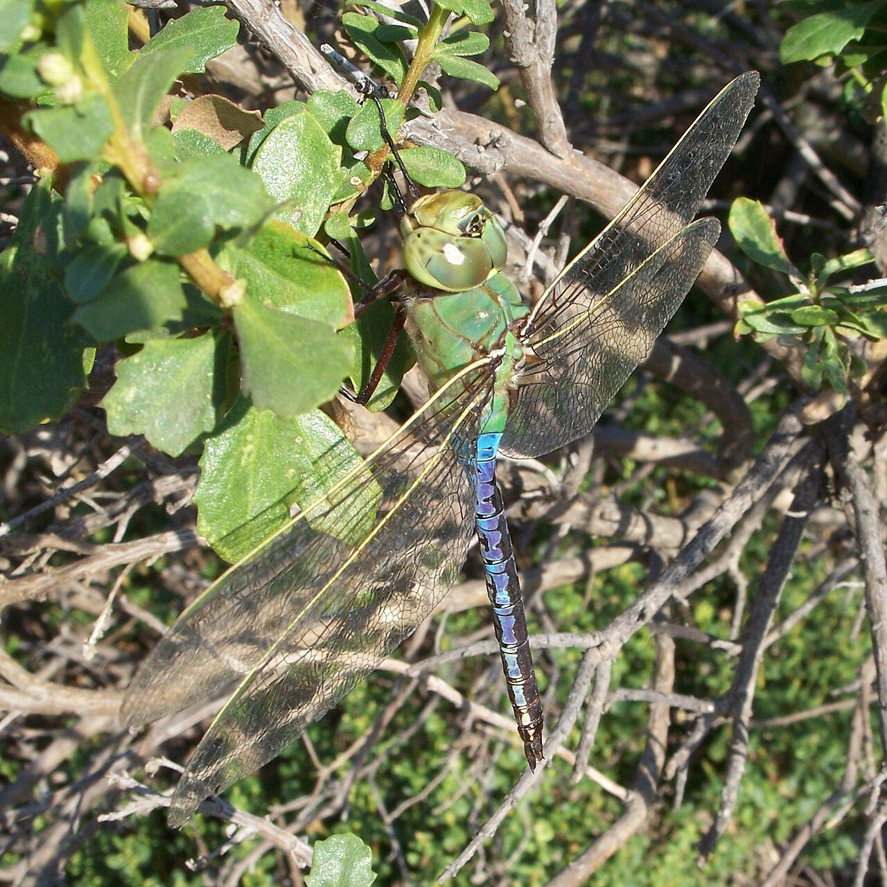 What Does a Dragonfly Mean in Different Cultures?