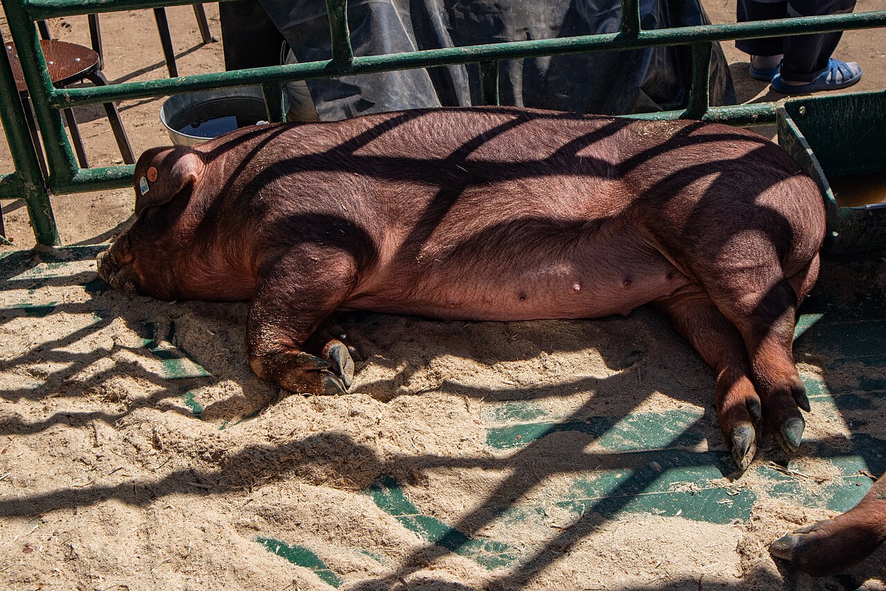 Duroc Pig: Breed Profile, Pork Quality, and Costs