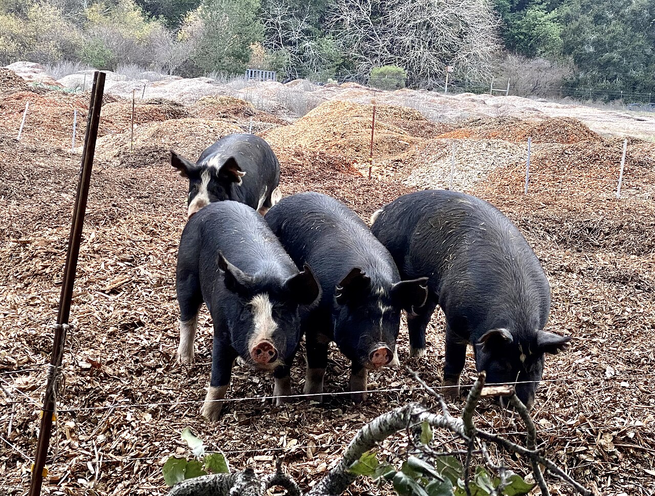 Duroc or Berkshire?