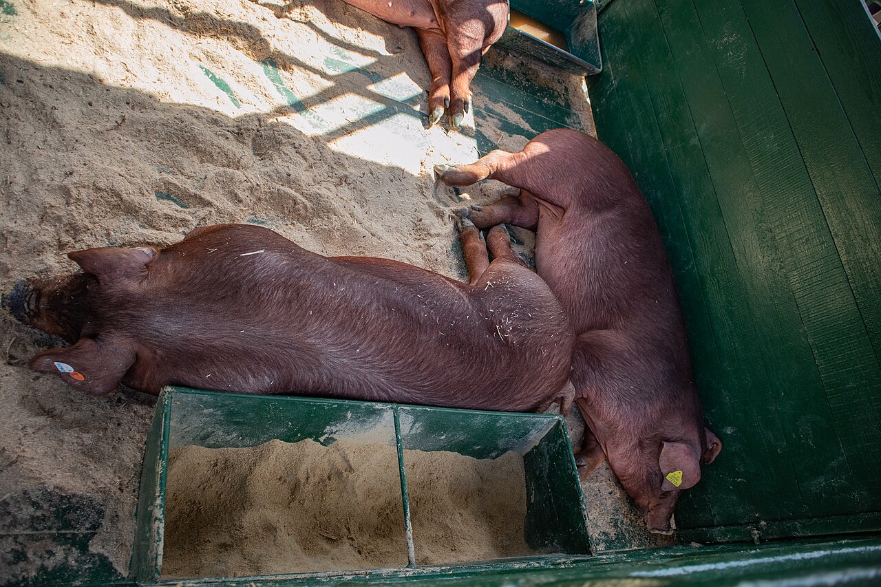 What Is Special About Duroc Pork?