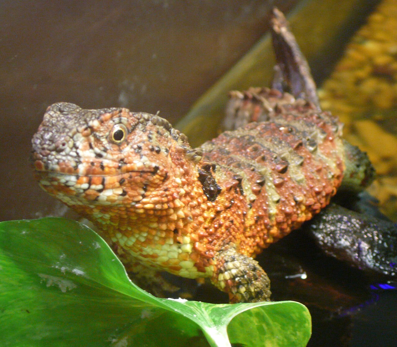 Chinese crocodile lizard, the closest living relative of the earless monitor lizard