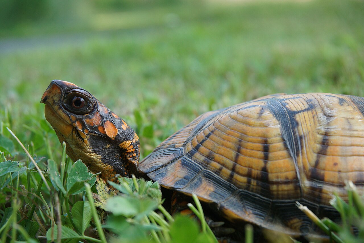 Eastern box turtle range and habitat