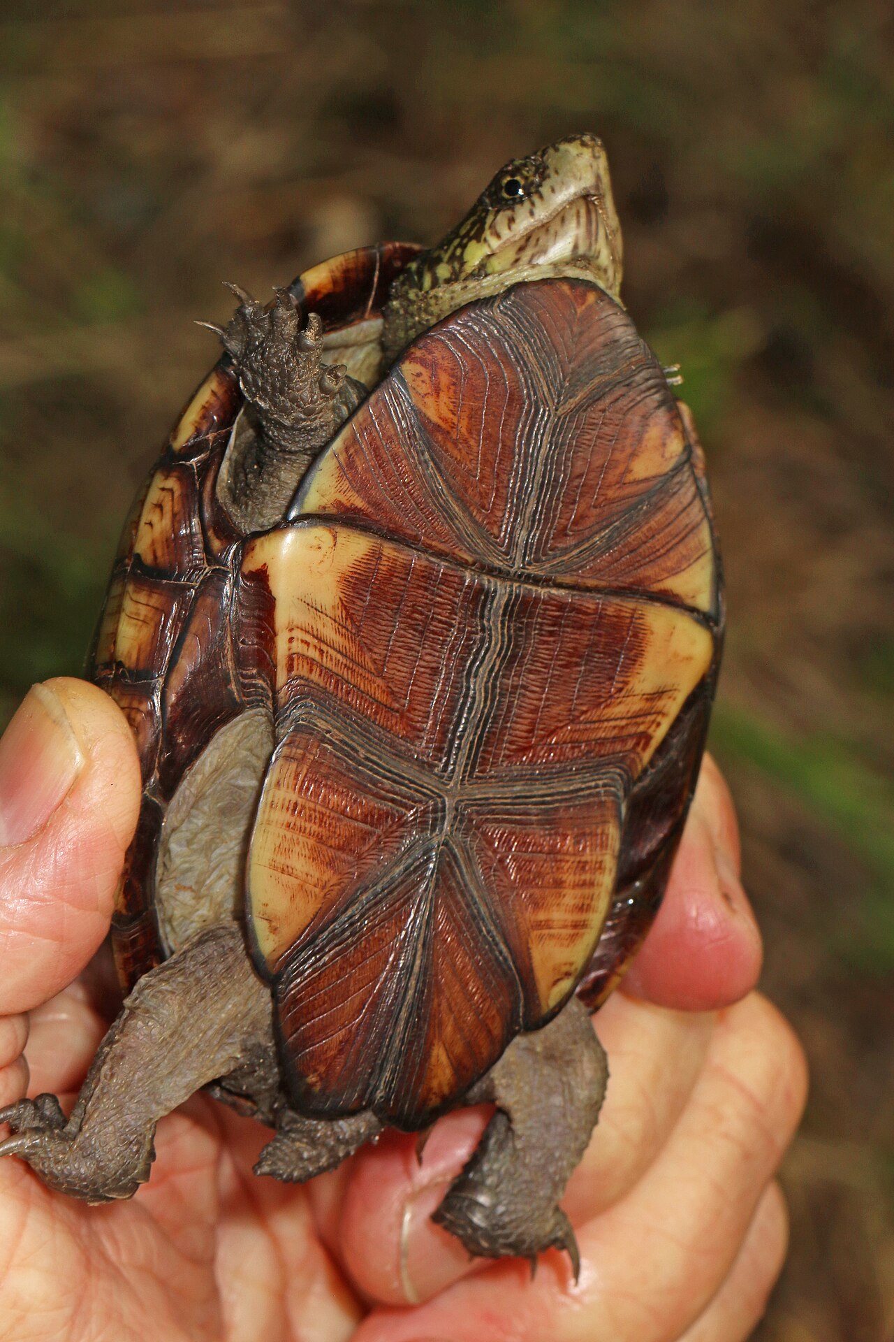 Eastern Mud Turtle: Size, Diet, Bite, and Care Explained