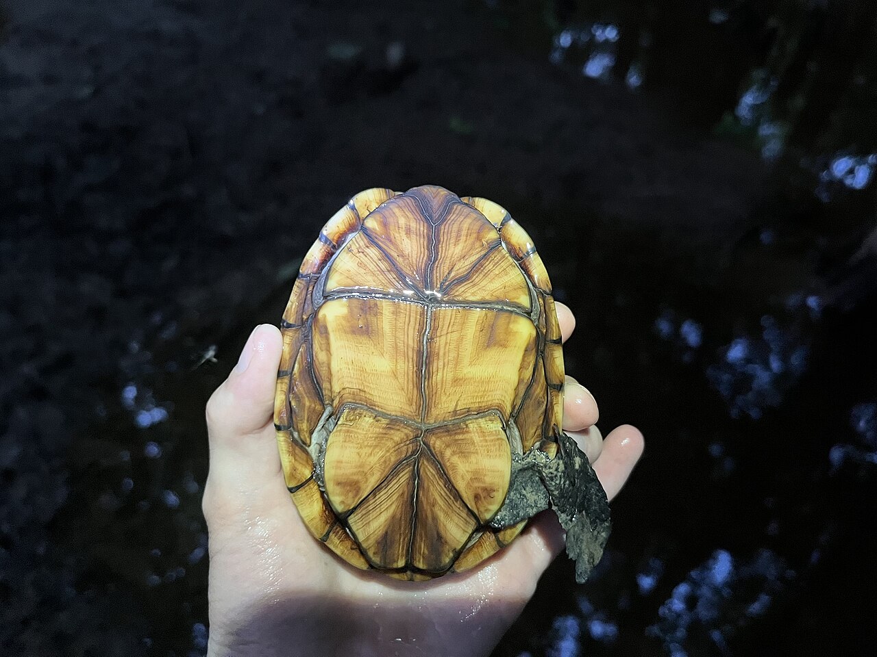 Eastern Mud Turtle Identification: Size, Shell, and Color