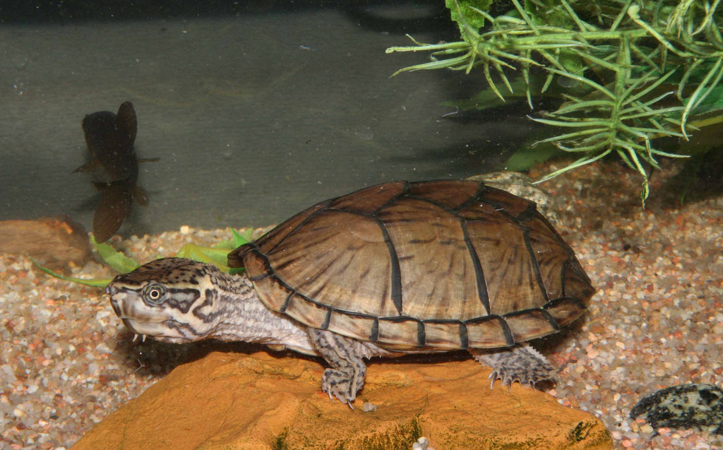 Is an Eastern Mud Turtle a Snapping Turtle?