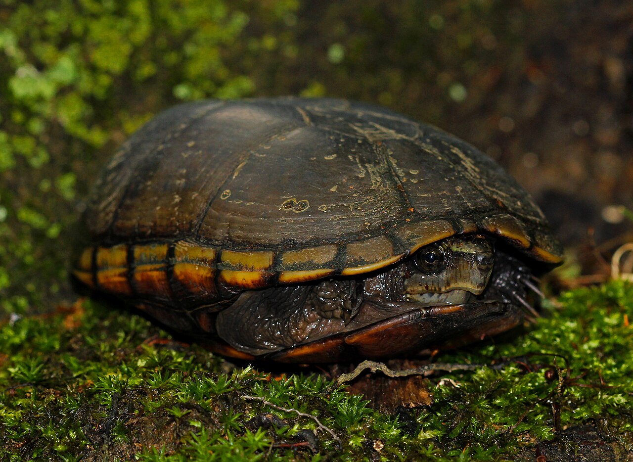 Where Eastern Mud Turtles Live