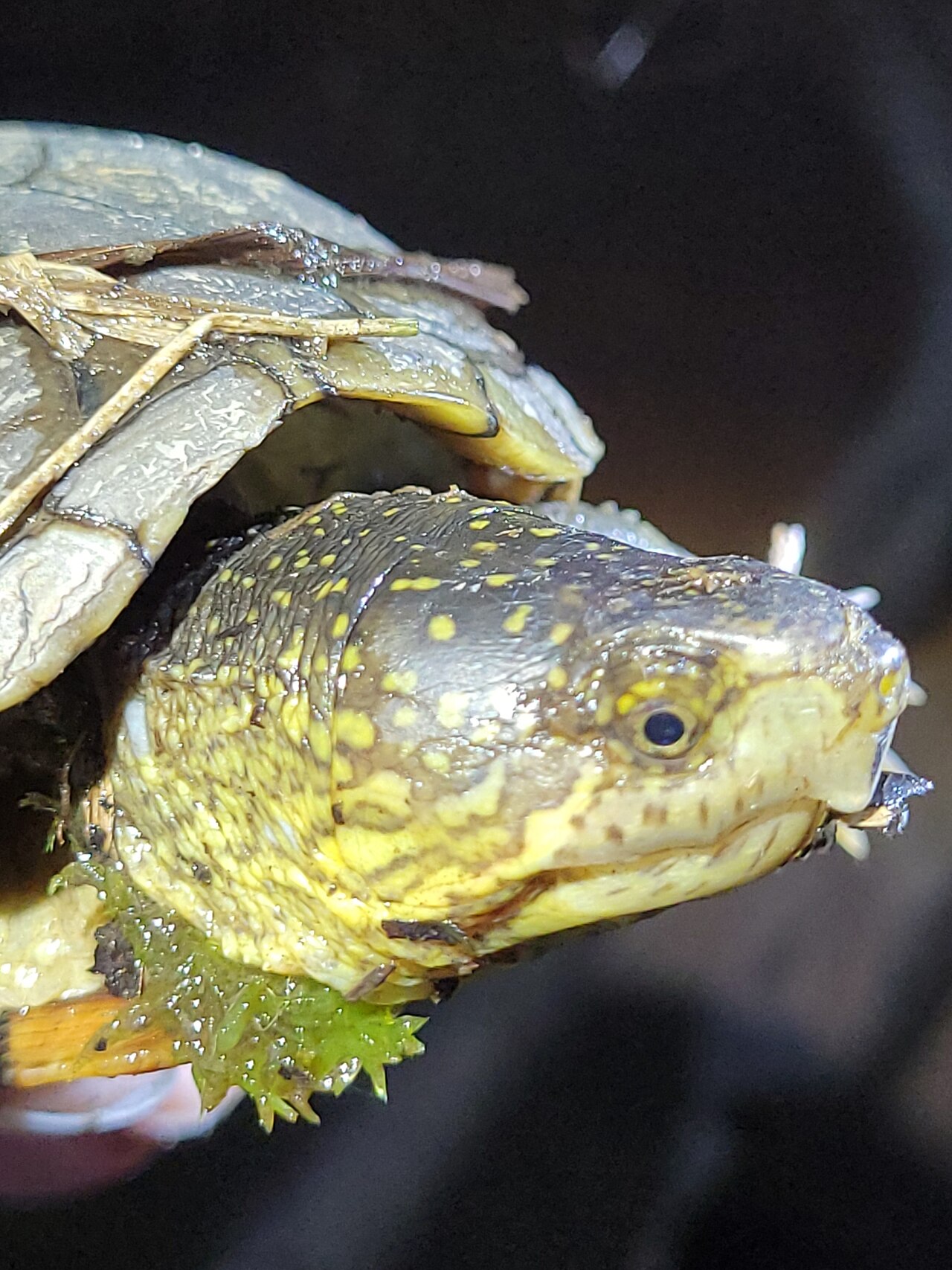 What Eastern Mud Turtles Eat