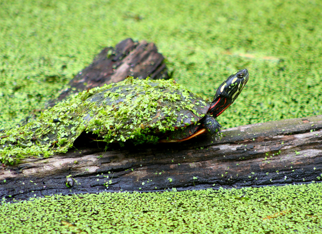Eastern Painted Turtle: Size, Diet, Lifespan, and Care