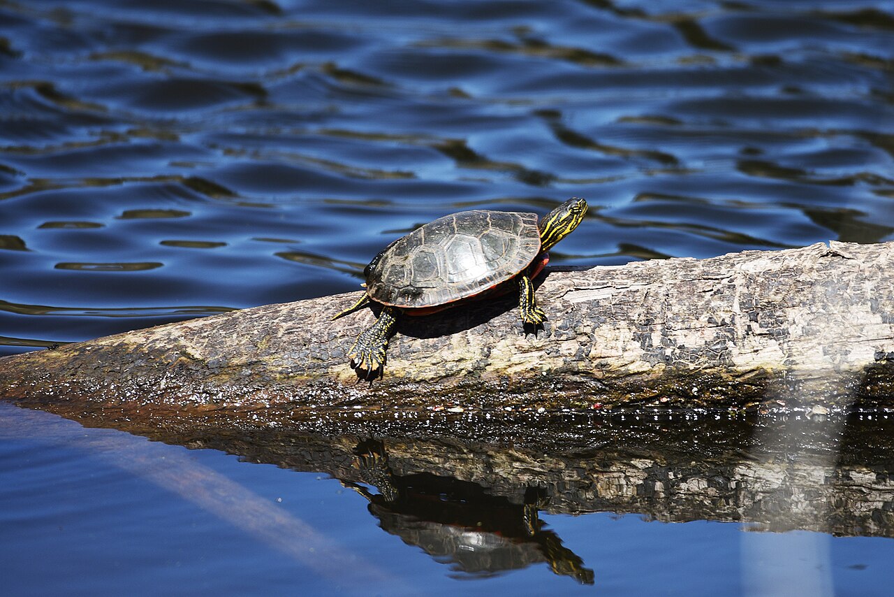 Eastern Painted Turtle vs the Other Painted Turtle Subspecies
