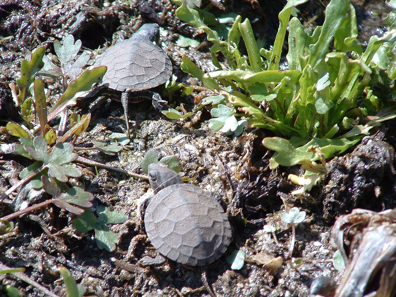 Where Eastern Painted Turtles Live
