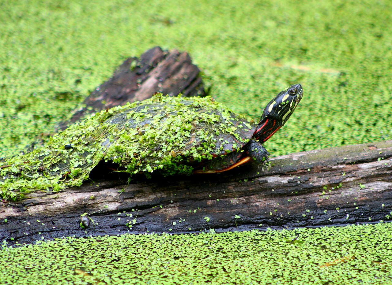 What Is a Painted Turtle's Favorite Food?