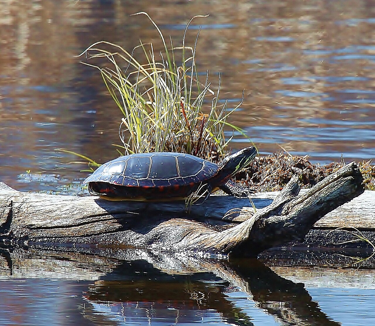 Are Eastern Painted Turtles Rare?